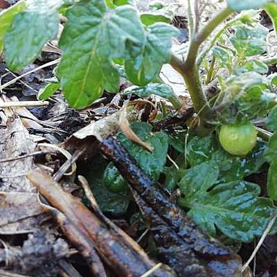 Timeline: Huerta Agr0ecologica Lucas :)