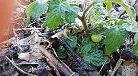 Timeline: Huerta Agr0ecologica Lucas :)