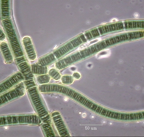 3.5 Billion Years Ago