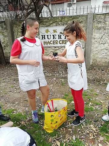 Preparando los plantines