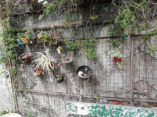 embellecimos huerta con plantas