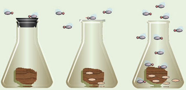 Redi's Experiment