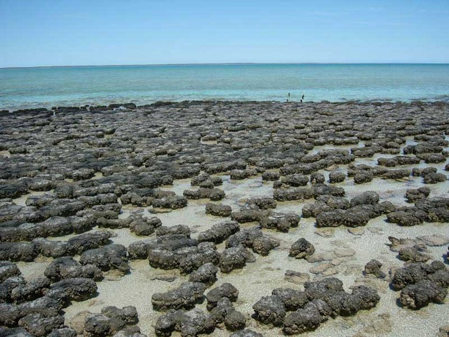 (3.5 Billion Years Ago) Stromatalites Existed
