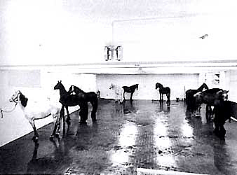 Sense títol: Dotze cavalls vius