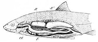 It was discovered that fish have swim bladders that allow them to be more or less buoyant. This was discovered using Archimedes Principle.