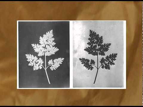 INVENCIÓ CALOTIP per Henry Fox Talbot