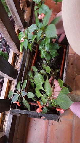 Busqueda de las plantas.