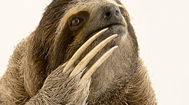 Timeline: Pygmy Three-Toed Sloth