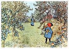 Carl Larsson - La cosecha de manzana -  Art Noveu