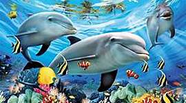 Timeline: REGNE AQUATIC