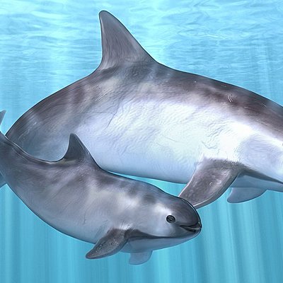Timeline: The Endangered Vaquita