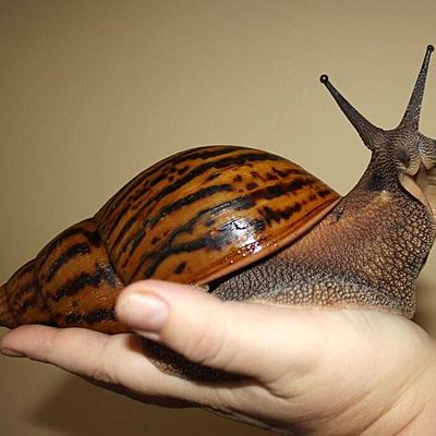 Timeline: Giant African Snails