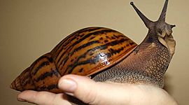 Timeline: Giant African Snails