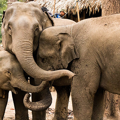 Timeline: Endangered Species