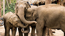 Timeline: Endangered Species