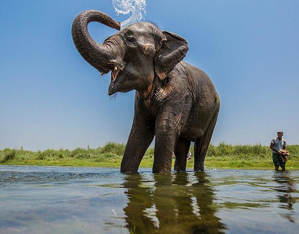 Qualify as Endangered