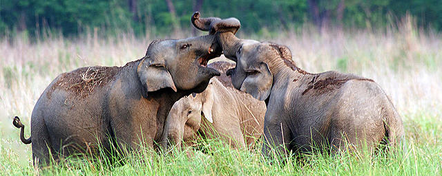 Trade Restrictions on Elephants