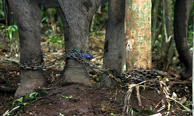 Reversed Ban on Trade of Elephants