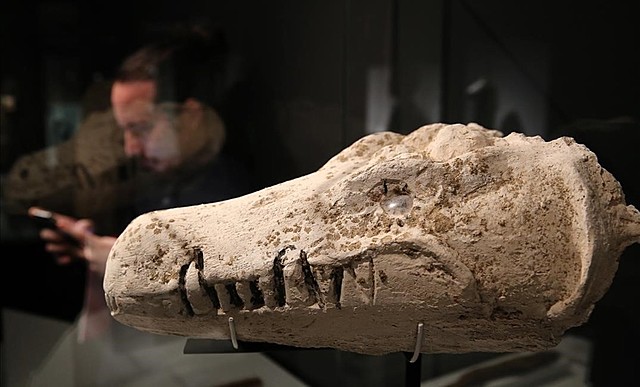 EL PORC I EL COCODRIL (CURIOSITAT EGIPTE)