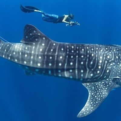 Timeline: Endangered Species - Whale Sharks