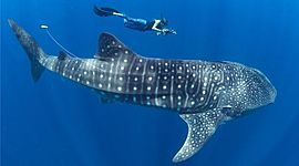 Timeline: Endangered Species - Whale Sharks