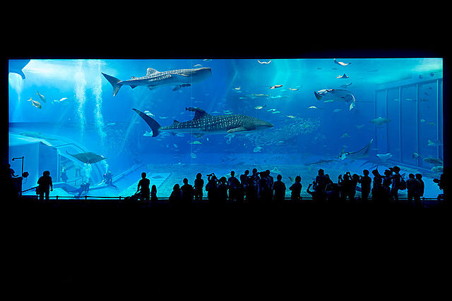First Whale Shark In Captivity