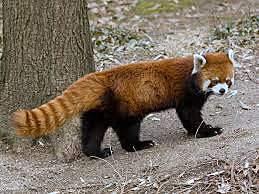 First man to describe Red Pandas