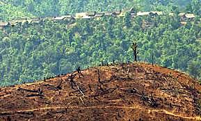 Red Pandas becoming Endangered