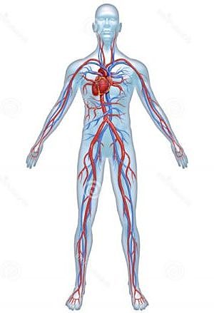 Greeks distinguish between arteries and veins