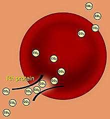 Rh protein was discovered by Karl Landsteiner