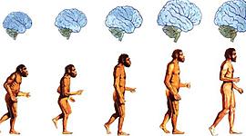 Timeline: La Evolución del Ser Humano