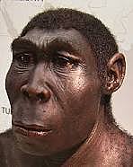 homo erectus