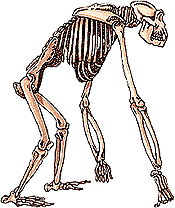 Homo habilis.