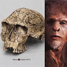 HOMO HABILIS