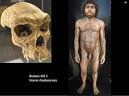 Homo rhodesiensis