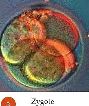 When the Zygotic Stage of Development Begins