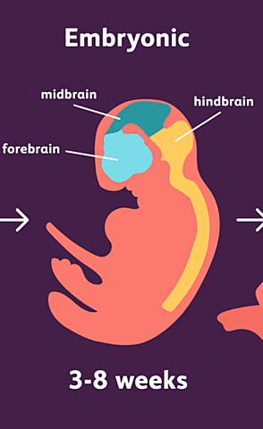 Embryonic Stage of Development Begins