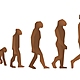 Evolucion del hombre t10176