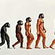 La evolución del hombre   introducción
