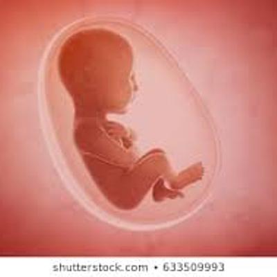 Timeline: Fetal Timeline