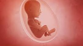 Timeline: Fetal Timeline