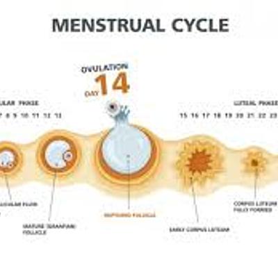 Timeline: Fetal Development Timeline, Levi Ketner