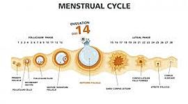 Timeline: Fetal Development Timeline, Levi Ketner