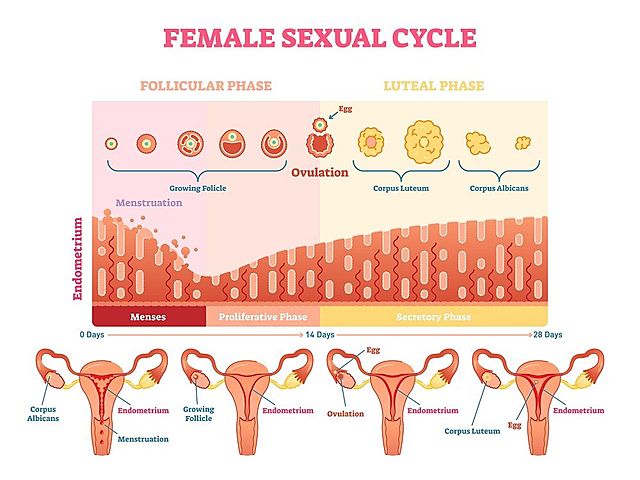 ovulation