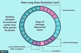 ovulation