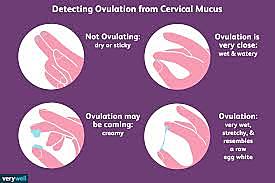 Ovulation