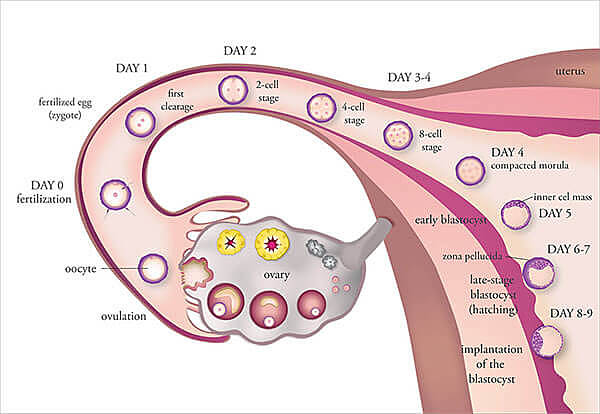 Ovulation
