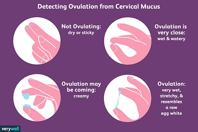 Ovulation