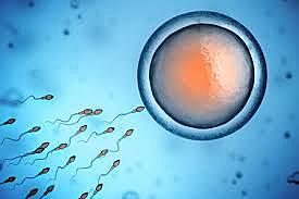 Conception (Fertilization)