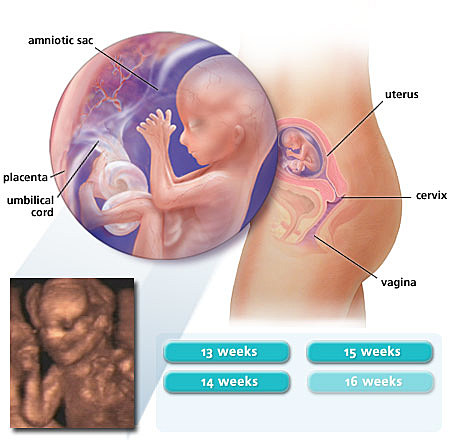 month 3 1st trimester